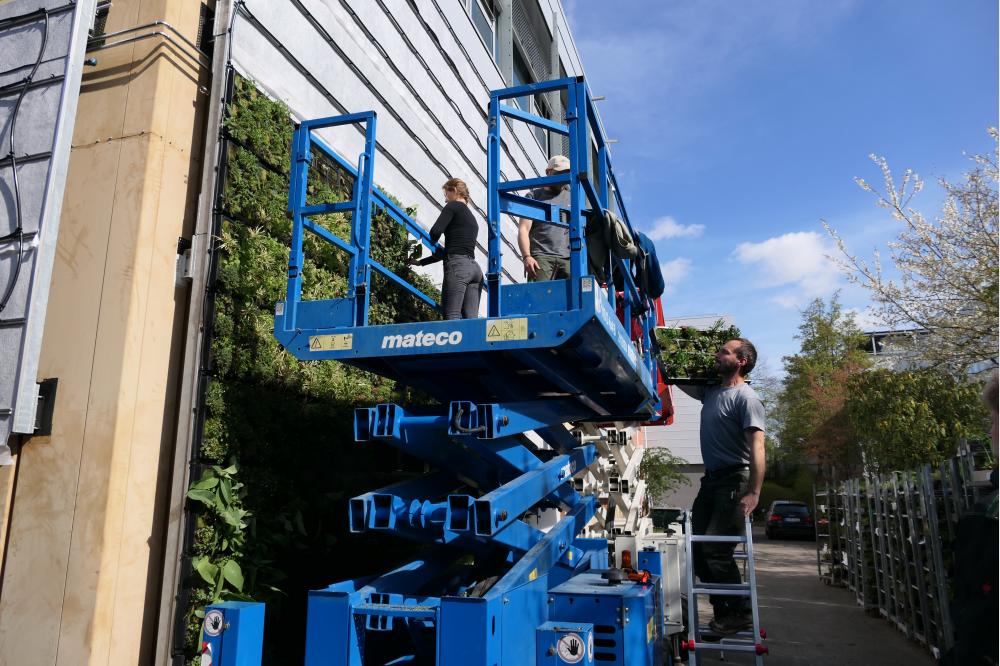 Fassadenbegr&uuml;nung f&uuml;r mehr Biodiversit&auml;t in der Stadt